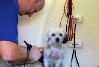 p+p-dog-being-groomed